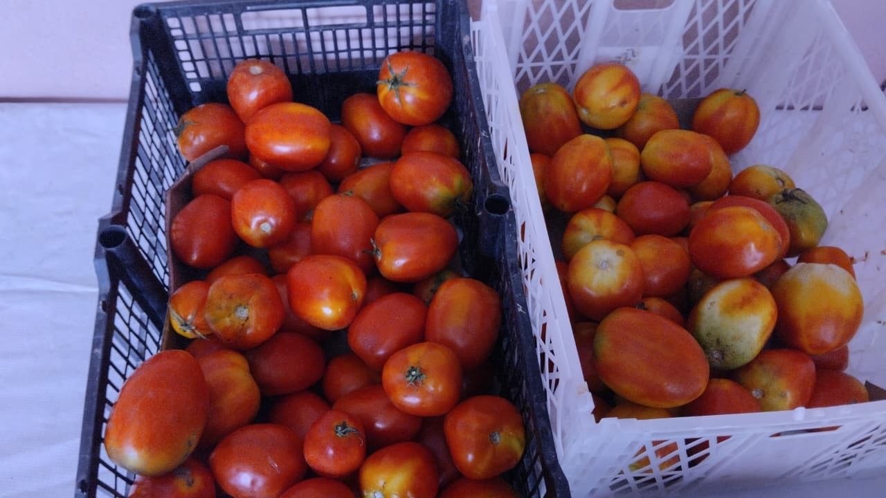 Jitomates frescos en caja