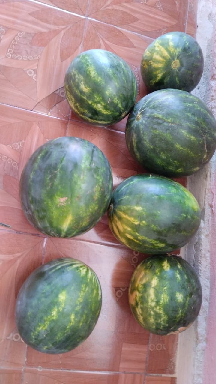 Sandías