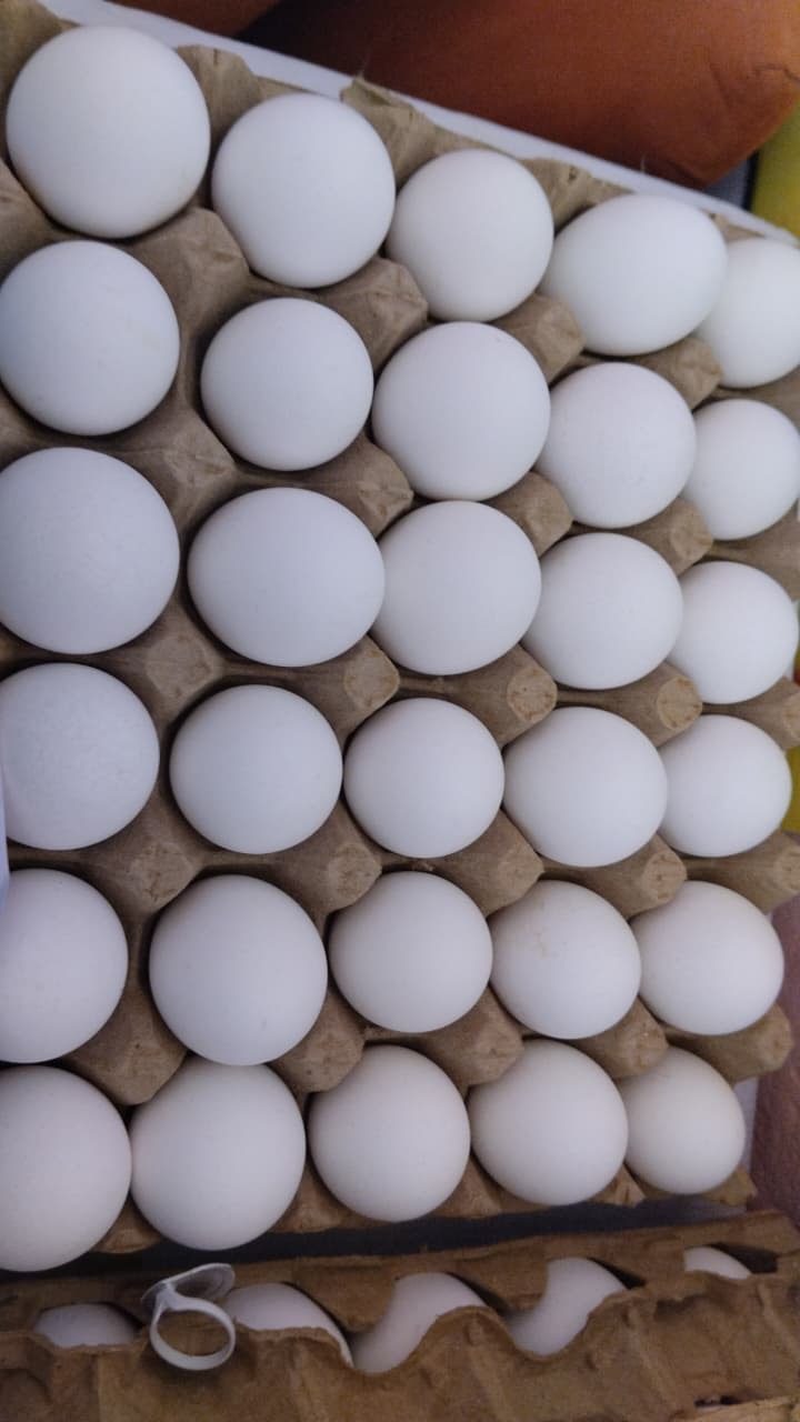Huevo blanco en cartera